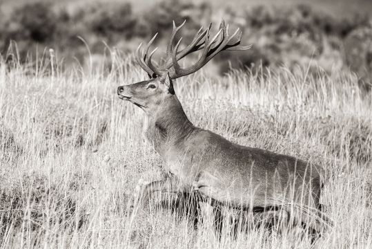 IMPONENTE  - 110cm x 60cm   Patagonia Argentina   Consultar disponibilidad