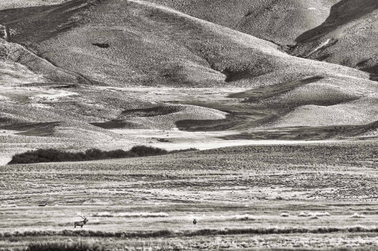 DOMINANTE  - 100cm x 60cm   Patagonia Argentina   Consultar disponibilidad