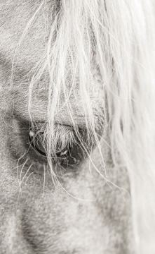 PALOMINA  - 110cm x 60cm   Patagonia Argentina   Consultar disponibilidad