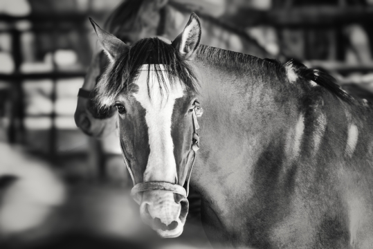 MIRADAS  - 110cm x 60cm   Patagonia Argentina   Consultar disponibilidad