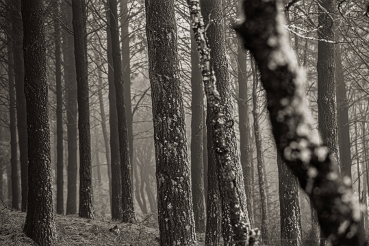 INDUCCION  - 100cm x 60cm   Patagonia Argentina    Consultar disponibilidad