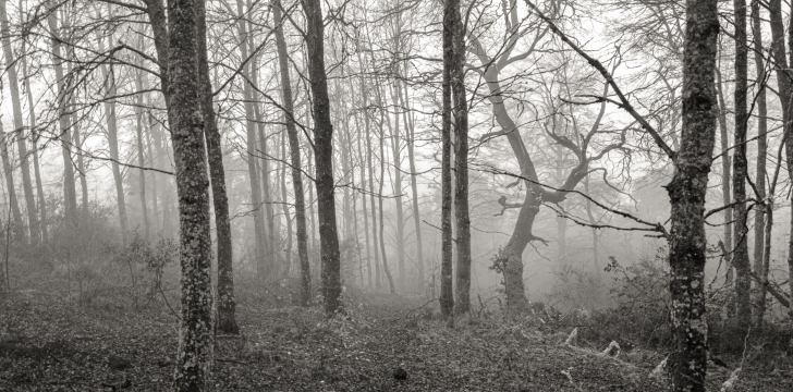 IRREVERENTE  -  150cm x 50cm   Patagonia Argentina    Consultar disponibilidad