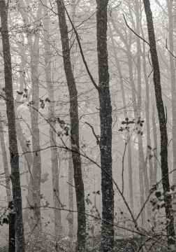 ERGUIDOS - 100cm x 60cm   Patagonia Argentina    Consultar disponibilidad