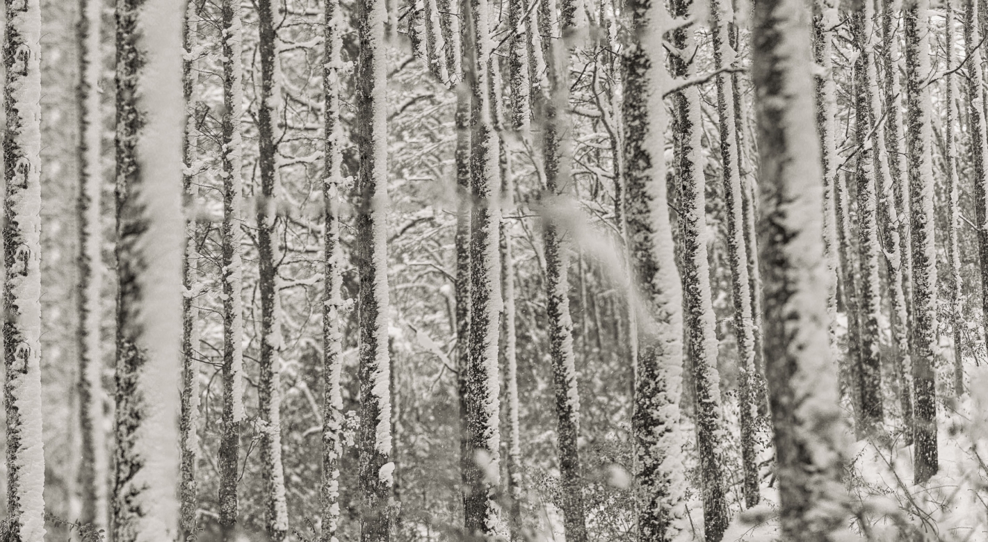 ALINEADOS - 180cm x 80cm Patagonia Argentina    Consultar disponibilidad